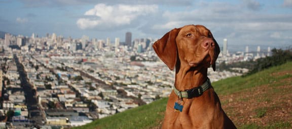 Dog Walker San Francisco